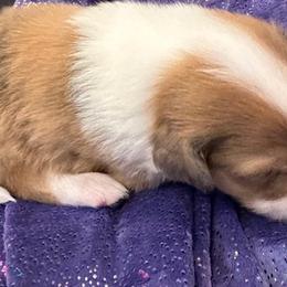 Boy 7 - Scottish Collie puppy in Rapid City, South Dakota from Sundance Scottish-Colleys