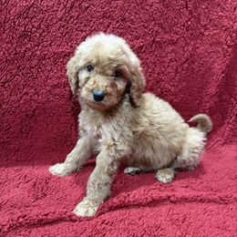 Pink - Red  female Goldendoodle puppy in Bakersfield, California from Lavish Doodles