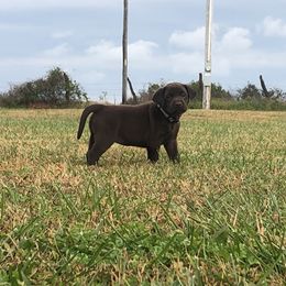 Dilute Retriever and Labrador Retriever Puppies from CKB Labradors