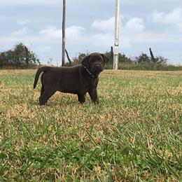 Dilute Retriever and Labrador Retriever Puppies from CKB Labradors