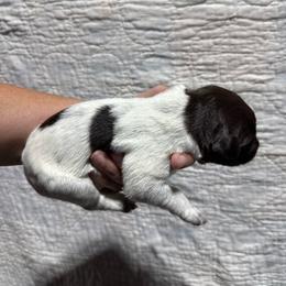 Sweet Tango - Liver and white male German Wirehaired Pointer puppy in Mora, Minnesota from Reinberg Kennel