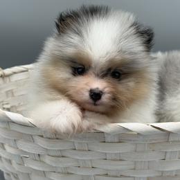 Harry - Blue merle male Pomeranian puppy in Newark, Ohio from Keeperofstars Pomeranians