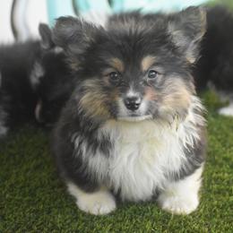 Relic - Black and tan male Pembroke Welsh Corgi puppy in San Antonio, Texas from Moxxi's Legacy Corgis