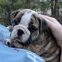 Bulldog Puppies from K & K Little Blessings