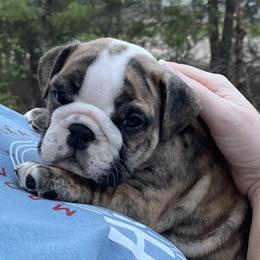 Bulldog Puppies from K & K Little Blessings