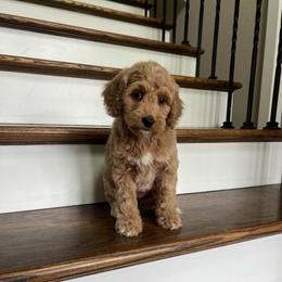 Abilene - Red  female Goldendoodle puppy in New Waverly, Texas from C.P. Puppy Buddies