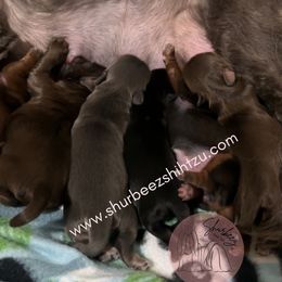 Shih Tzu Puppies from Shurbeez Shih Tzu