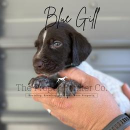Blue Gill teal collar - Liver roan female German Shorthaired Pointer puppy in Six Mile, South Carolina from The Proper Pointer Co.