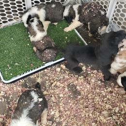 Girl 4 - Mahogany and white Saint Bernard puppy in Indiana from Heather's Noble Saints