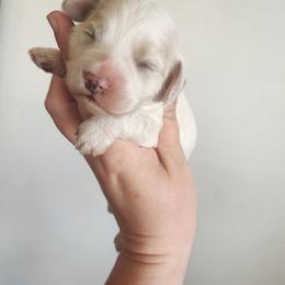 Dean - Buff and white male Cockapoo puppy in Ellensburg, Washington from Dawn to Dusk Cockapoos
