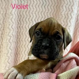 Violet - Fawn female Boxer puppy in Elyria, Ohio from Just-A-Wyn Boxers