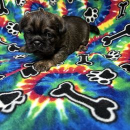 Baxter - Sable male Shih Tzu puppy in Jasper, Indiana from Jacob’s Spoiled Shih Tzu