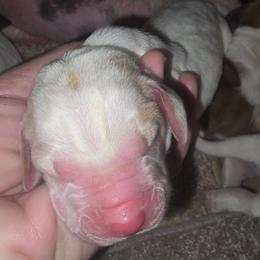 Prime - Red and white male Basset Hound puppy in Pollock, Missouri from Northstar