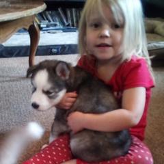 Siberian Husky Puppies from Gemstone Huskys