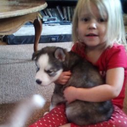 Siberian Husky Puppies from Gemstone Huskys