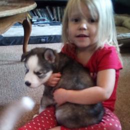 Siberian Husky Puppies from Gemstone Huskys