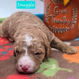 Snuggle - Apricot female Goldendoodle puppy in Neillsville, Wisconsin from Granton Creek