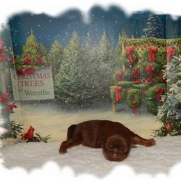 Rolo - Chocolate and tan male Shih Tzu puppy in Lawrenceburg, Tn, Tennessee from Shedd's Shih Tzus