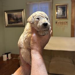 Space - Cream male Poodle puppy in St. Johnsbury, Vermont from Poodles of the Northern Woods