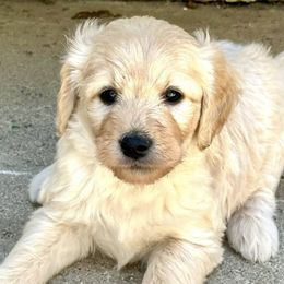 Goldendoodles from Westwind Goldendoodles