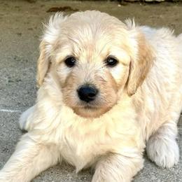 Goldendoodles from Westwind Goldendoodles