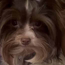 Shih Tzu and Yorkshire Terrier Puppies from Friends4everkennel LLC