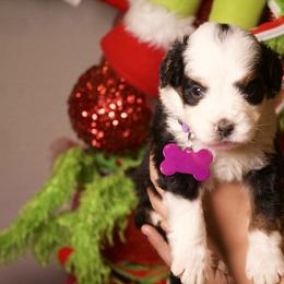 Purple Girl - Tri-color female Bernedoodle puppy in Belgreen, Alabama from Scott’s Farm Poodles and Doodles