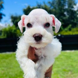 Boy-3- blue - Wheaten male Miniature Schnauzer puppy in Lehigh Acres, Florida from Regency Schnauzer