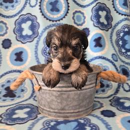 Miniature Schnauzer puppies from Dorie's Mini Schnauzers