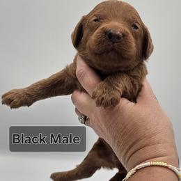 Black Male - Red  male Goldendoodle puppy in Mocksville, North Carolina from Hunting Creek Farm & Kennel