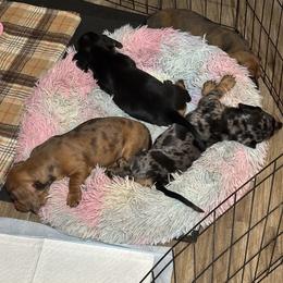 Dachshund Puppies from BZ’s Pupperoni Fractory