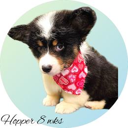 Hopper - Black and white male American Corgi puppy in Mansfield, Ohio from Moonrise corgis