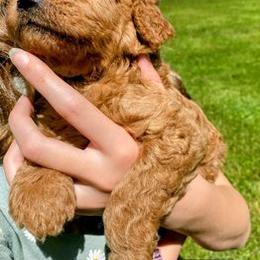 Goldendoodles from Goshen Doodles