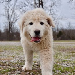 Border Collie, Bordoodle, and Maremma Sheepdog Puppies from 2J 2K Border Collies