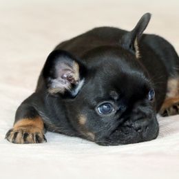 Max - Black and tan male French Bulldog puppy in Winnsboro, Texas from JP Ranch Bulldogs
