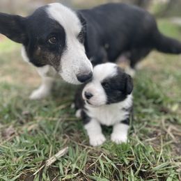 Cardigan Welsh Corgi All Grown Up from Corgi Gardens