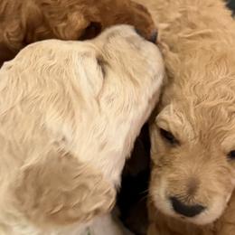Goldendoodles from Felicia Ferkin