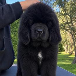 Purple Collar - Black male Newfoundland puppy in New York from Johnson Farms
