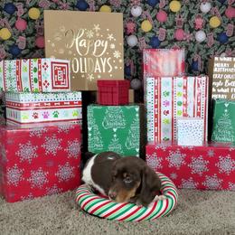 Dachshund Puppies from Newbern's Nuggets