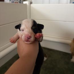 2 - Black and tan male Pembroke Welsh Corgi puppy in Boyd, Texas from Barker's Corgis