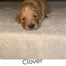 Clover - Apricot male Goldendoodle puppy in Layton, Utah from Gracious Doodle Dogs