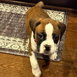 Athena - Brindle female Boxer puppy in Fall River, Massachusetts from DaCosta’s Boxers