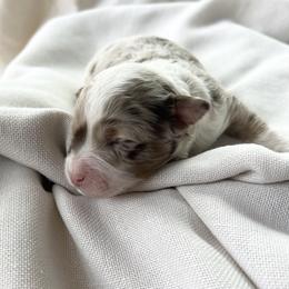 Aussiedoodle Puppies from Mae blossom puppies