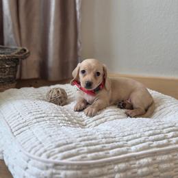 AKC Meet George :) - Cream male Dachshund puppy in Centerville, Iowa from Barnyard Dachshunds, Dals & Doodles