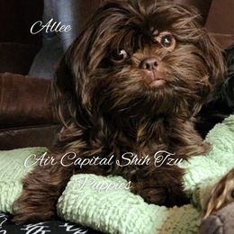 Allee - Shih Tzu