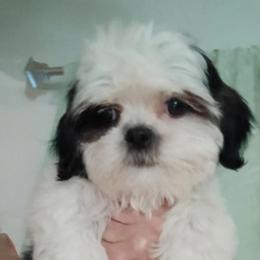 CKC Meadow - Black and white female Shih Tzu puppy in Jacksonville, North Carolina from Charming Southern Shih Tzu