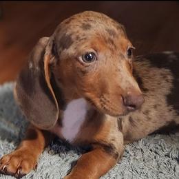 Dachshunds from Aimee Cantrell