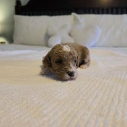 Hickory - Red  male Goldendoodle puppy in Floyd, Virginia from Hearts and Paws Poodles and Doodles