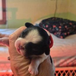 Girl Red black and white - Black and white female Shih Tzu puppy in Missouri from Farm Animal Mommy Shih tzu's Michalek Dog Breeder