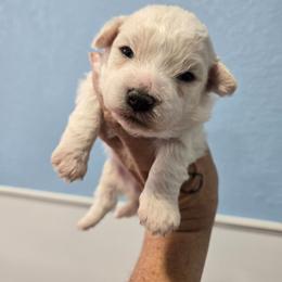 Max - White and cream male Bichon Frise puppy in Carthage, Missouri from Cooley's Cuddle Pups